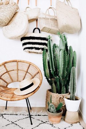 Cactus Jungle